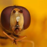 Hoverfly cleaning itself 1 